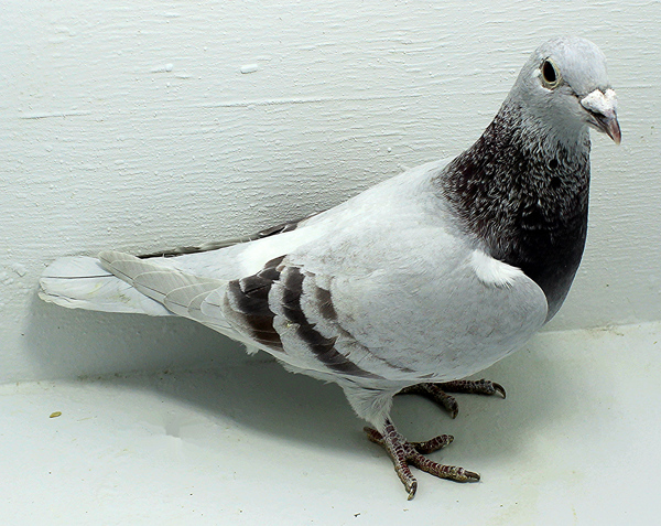 Band: 6932 IPB B 2025